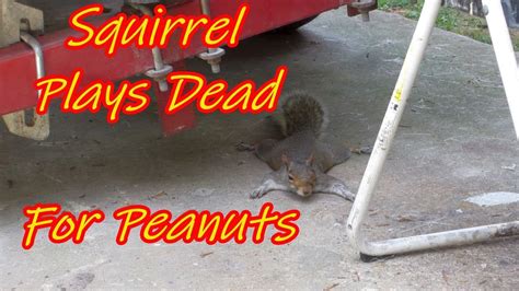 PEANUT the SQUIRREL is DEAD TO ME